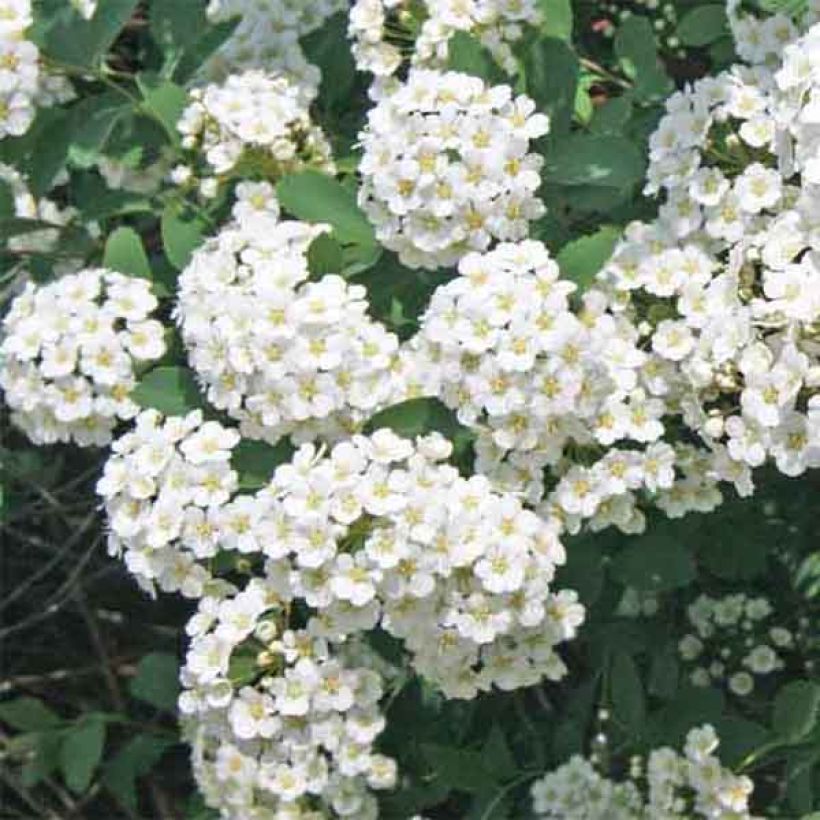 Spiraea vanhouttei - Spirée de Van Houtte (Flowering)