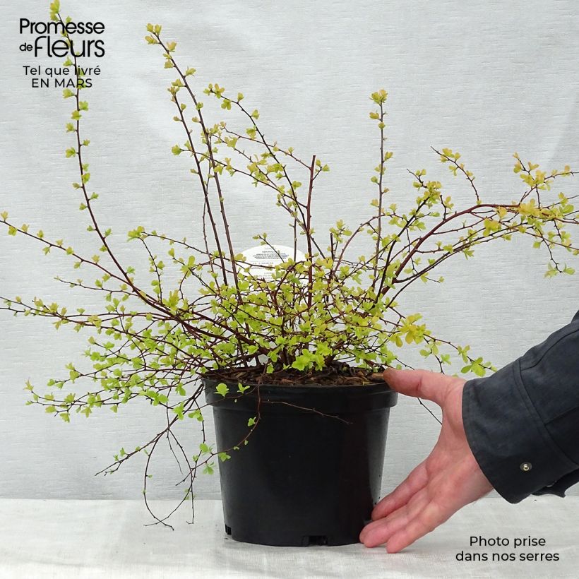 Example of Spiraea vanhouttei Gold Fountain - Spirée de Van Houtte dorée Pot de 3L/4L as you get in printemps
