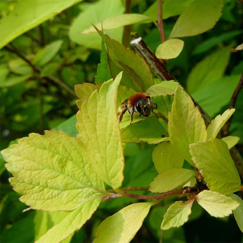 Spiraea vanhouttei Gold Fountain - Spirée de Van Houtte dorée (Foliage)