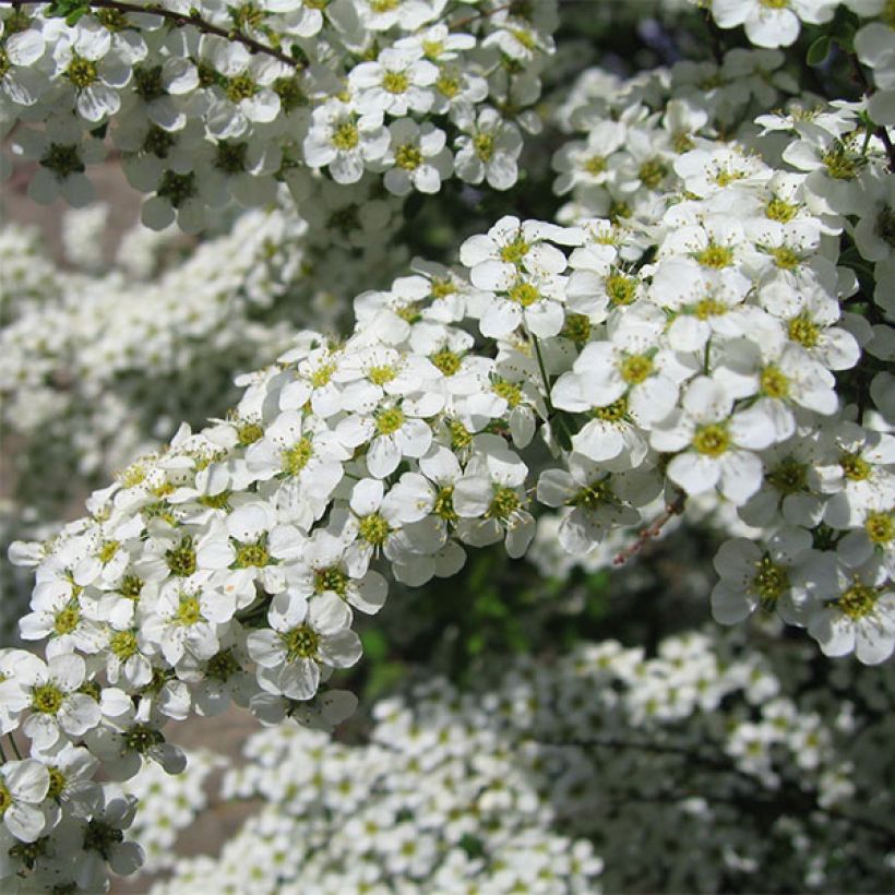 Spiraea vanhouttei Gold Fountain - Spirée de Van Houtte dorée (Flowering)