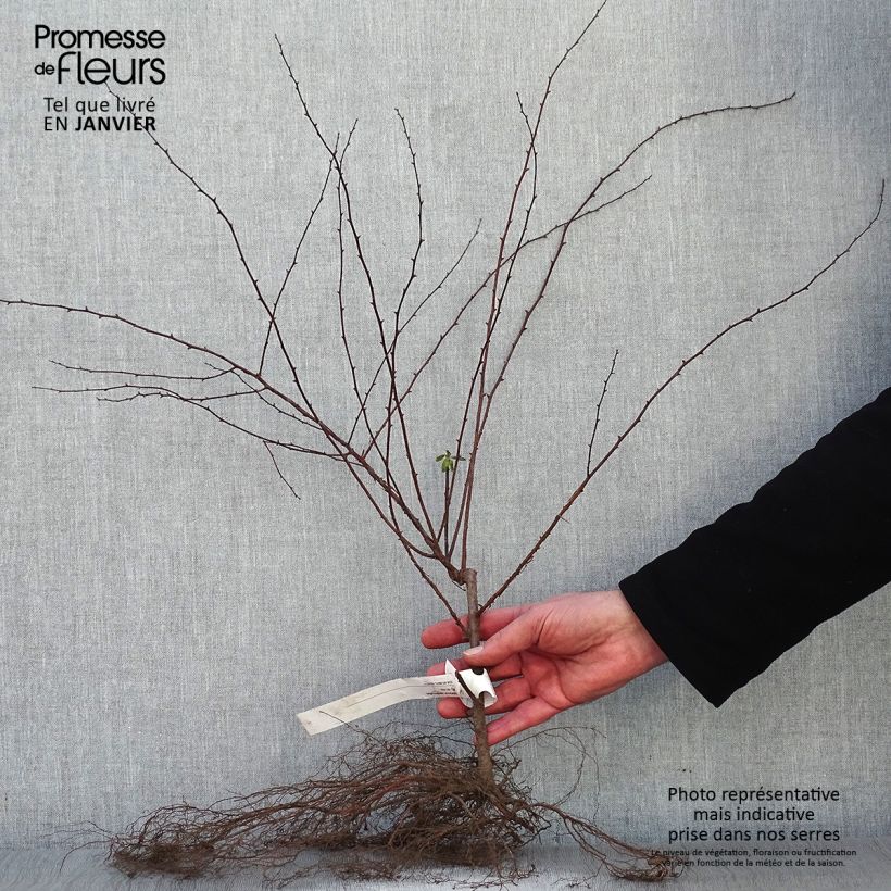 Example of Spiraea vanhouttei - Spirée de Van Houtte Racines nues as you get in hiver