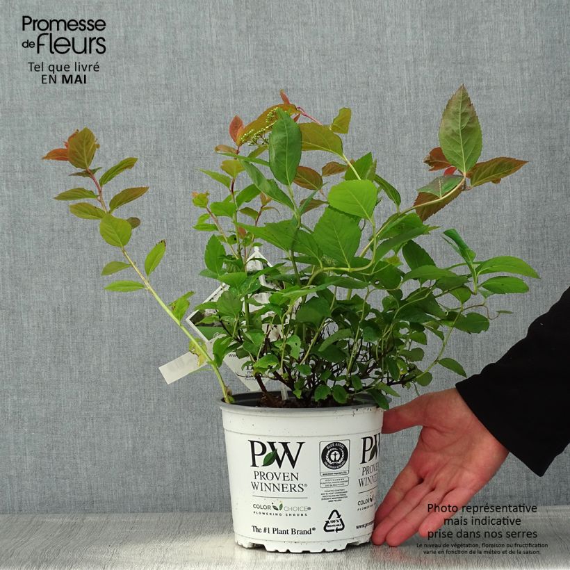 Example of Spirée Double Play Blue Kazoo - Spiraea japonica Pot de 2L/3L as you get in printemps