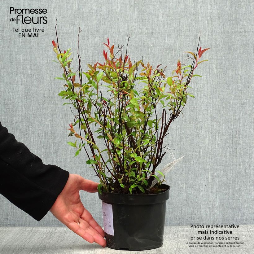 Example of Spirée japonaise - Spiraea japonica Neon Flash Pot de 2L/3L as you get in printemps
