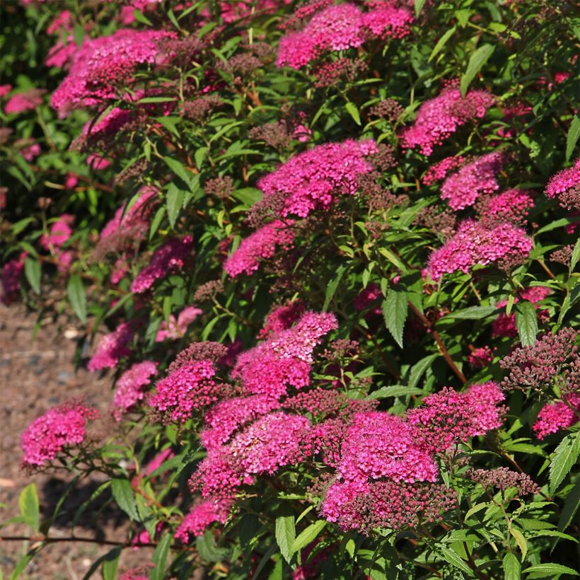 Spirée japonaise - Spiraea japonica Neon Flash (Plant habit)