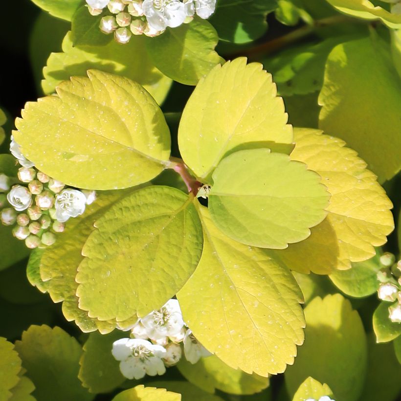 Spiraea betulifolia Island - Spirée à feuilles de bouleau (Foliage)