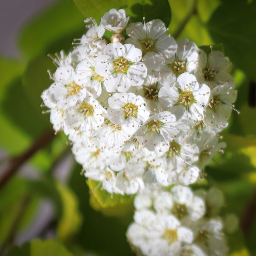 Spiraea betulifolia Island - Spirée à feuilles de bouleau (Flowering)