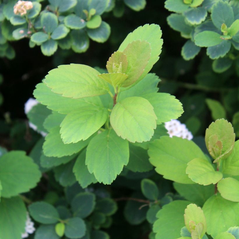 Spirée à feuilles de bouleau Tor - Spiraea betulifolia (Foliage)