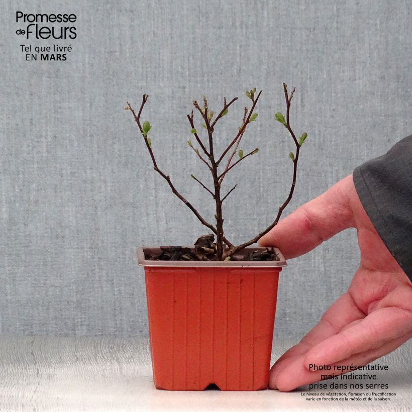 Example of Spirée à feuilles de bouleau Tor - Spiraea betulifolia Godet de 8/9 cm as you get in printemps