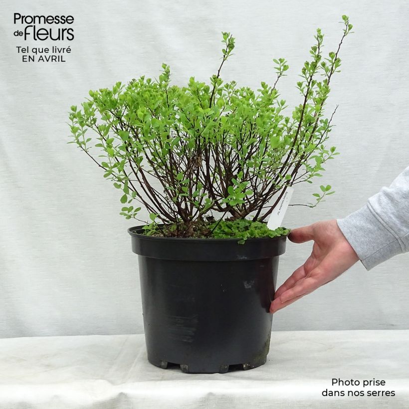 Example of Spirée à feuilles de bouleau Tor - Spiraea betulifolia Pot de 7,5L/10L as you get in printemps