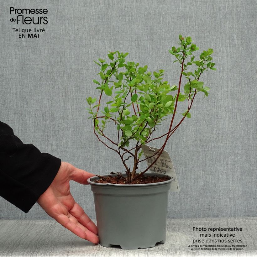 Example of Spiraea betulifolia Island - Spirée à feuilles de bouleau Pot de 2L/3L as you get in printemps