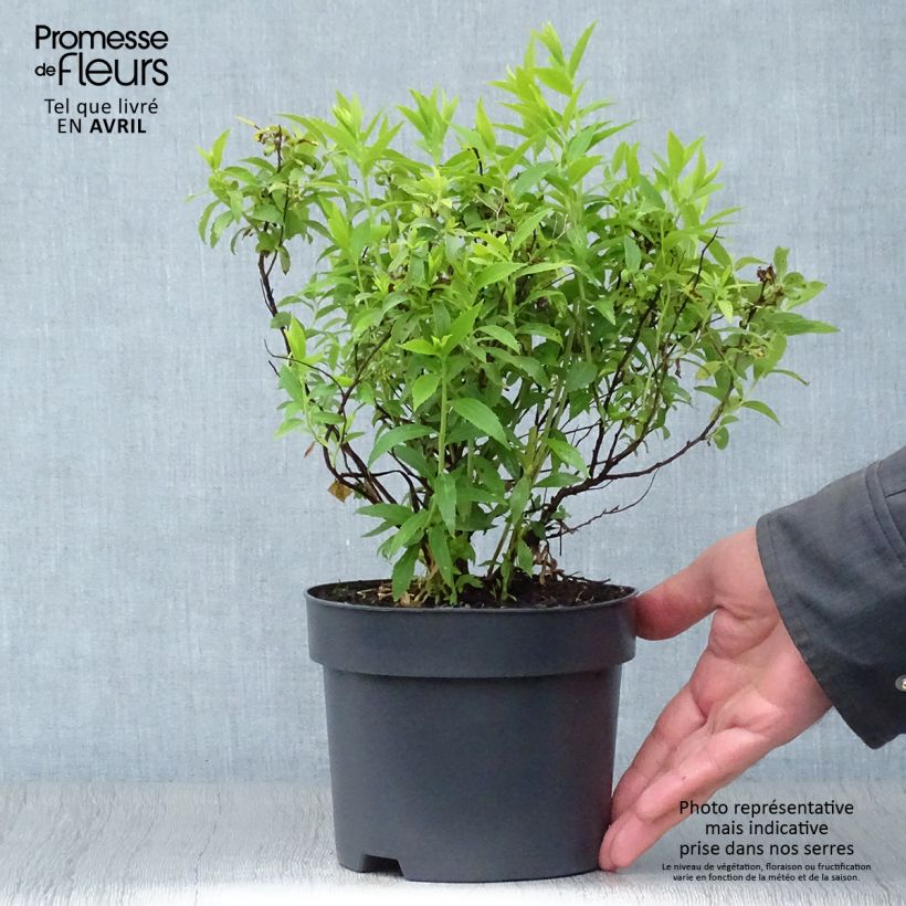 Example of Spirée japonaise Albiflora - Spiraea japonica Pot de 2L/3L as you get in printemps