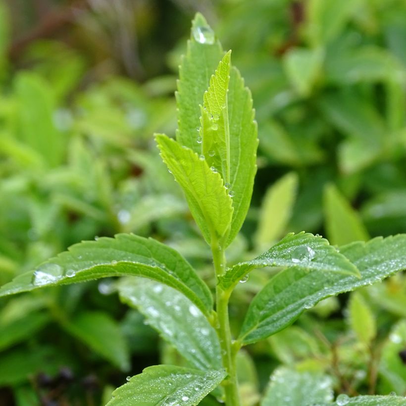 Spirée japonaise Albiflora - Spiraea japonica (Foliage)