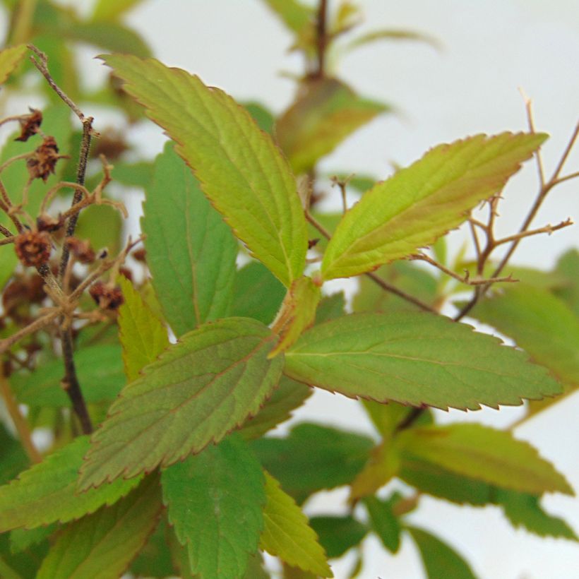 Spirée japonica Anthony Waterer - Spiraea japonaise (Foliage)