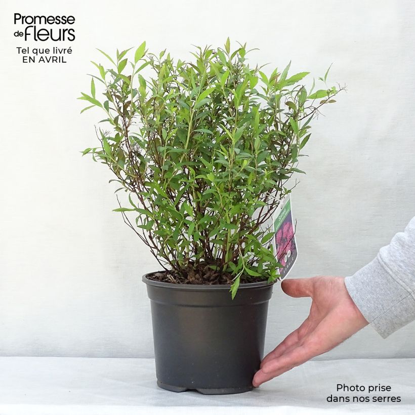 Example of Spirée japonica Anthony Waterer - Spiraea japonaise Pot de 3L/4L as you get in printemps