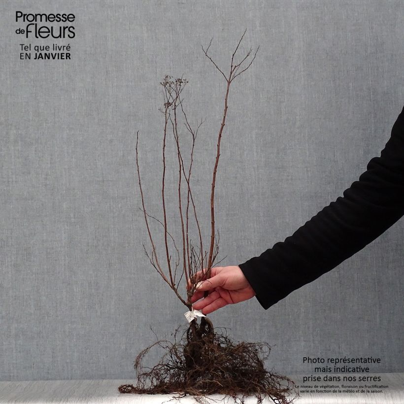 Example of Spirée japonica Anthony Waterer - Spiraea japonaise Racines nues as you get in hiver