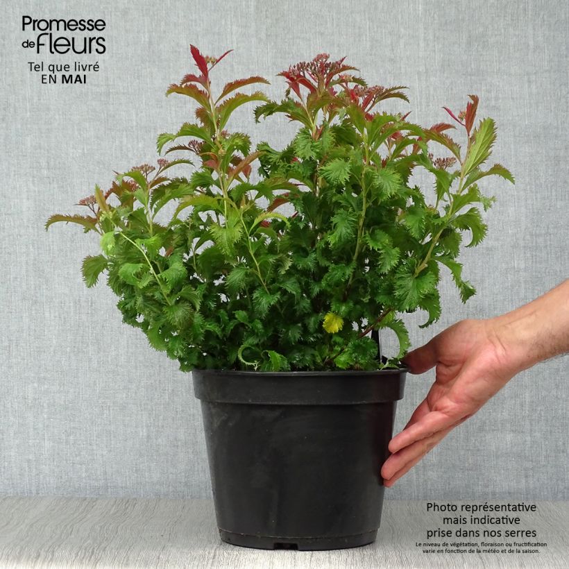 Example of Spirée japonaise Crispa  - Spirée japonaise Pot de 3L/4L as you get in printemps