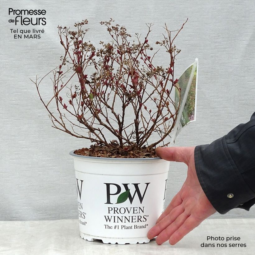 Example of Spirée japonaise Double Play Artist - Spiraea japonica Pot de 2L/3L as you get in printemps