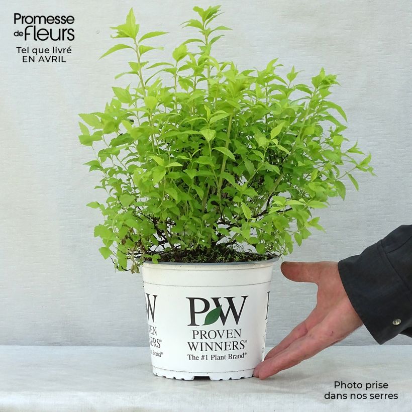 Example of Spirée japonaise Double Play Gold - Spiraea japonica Pot de 2L/3L as you get in printemps
