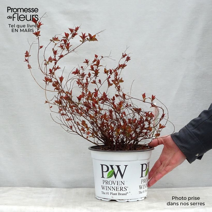 Example of Spirée japonaise Double Play Red - Spiraea japonica Pot de 2L/3L as you get in printemps