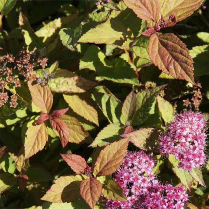 Spirée japonaise Firelight- Spiraea japonica (Foliage)