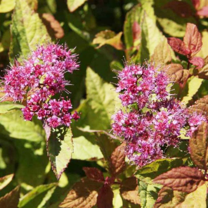 Spirée japonaise Firelight- Spiraea japonica (Flowering)