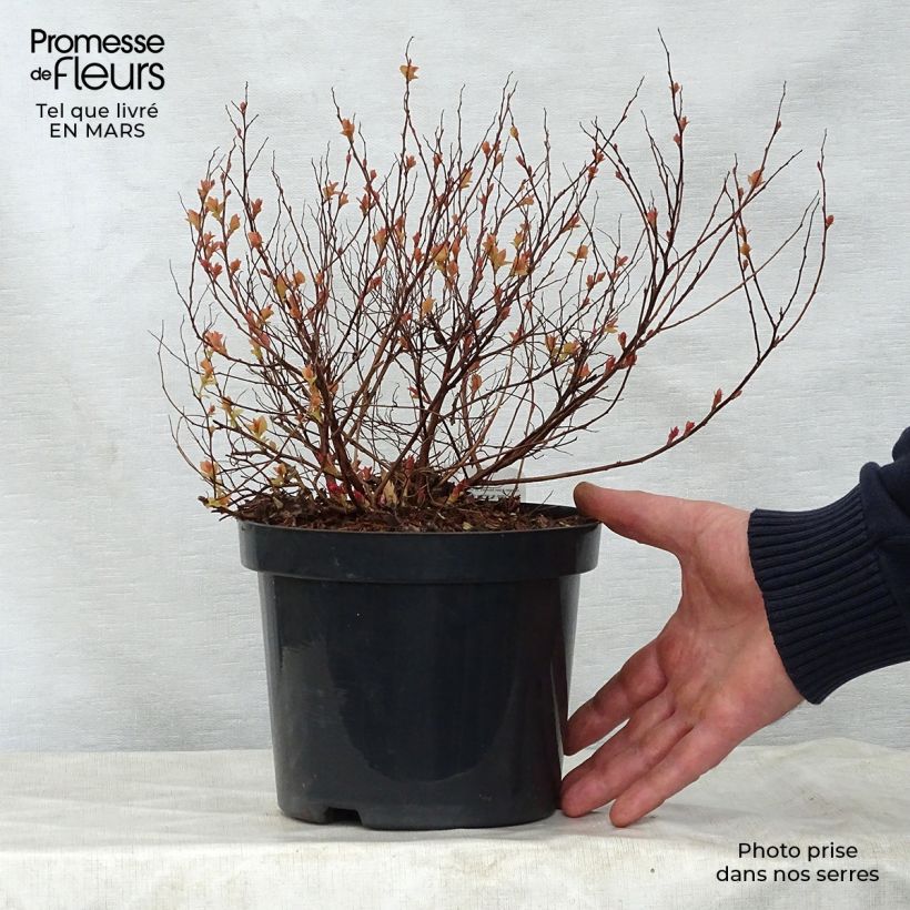 Example of Spirée japonaise Firelight- Spiraea japonica Pot de 3L/4L as you get in printemps
