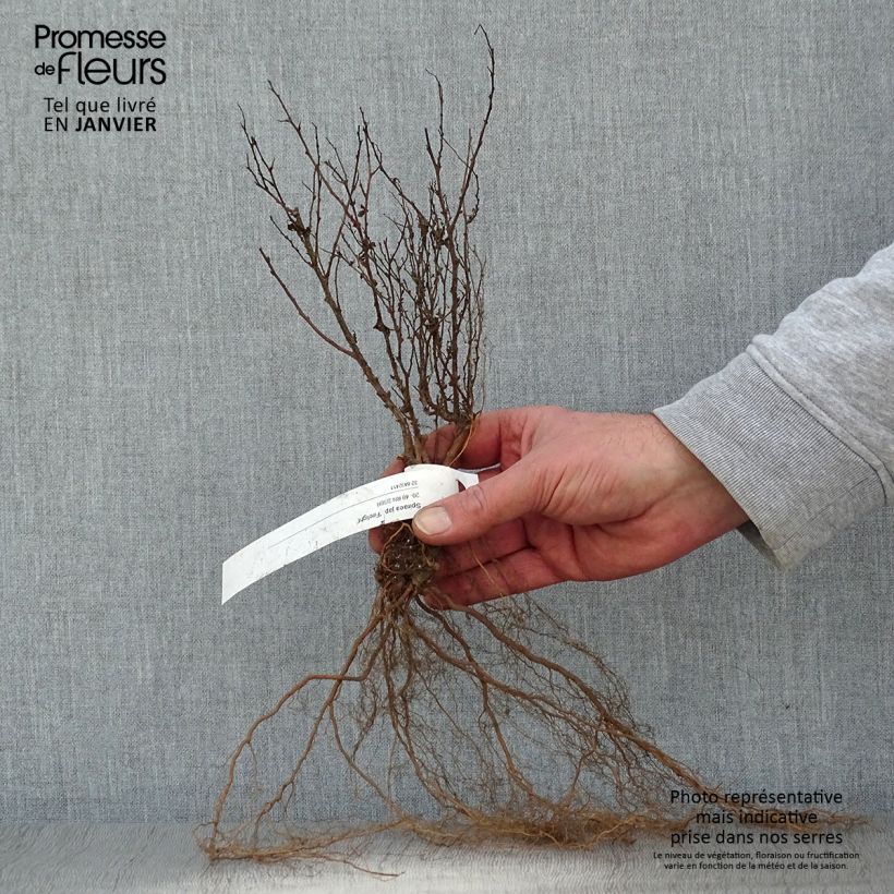 Example of Spirée japonaise Firelight- Spiraea japonica Racines nues as you get in hiver