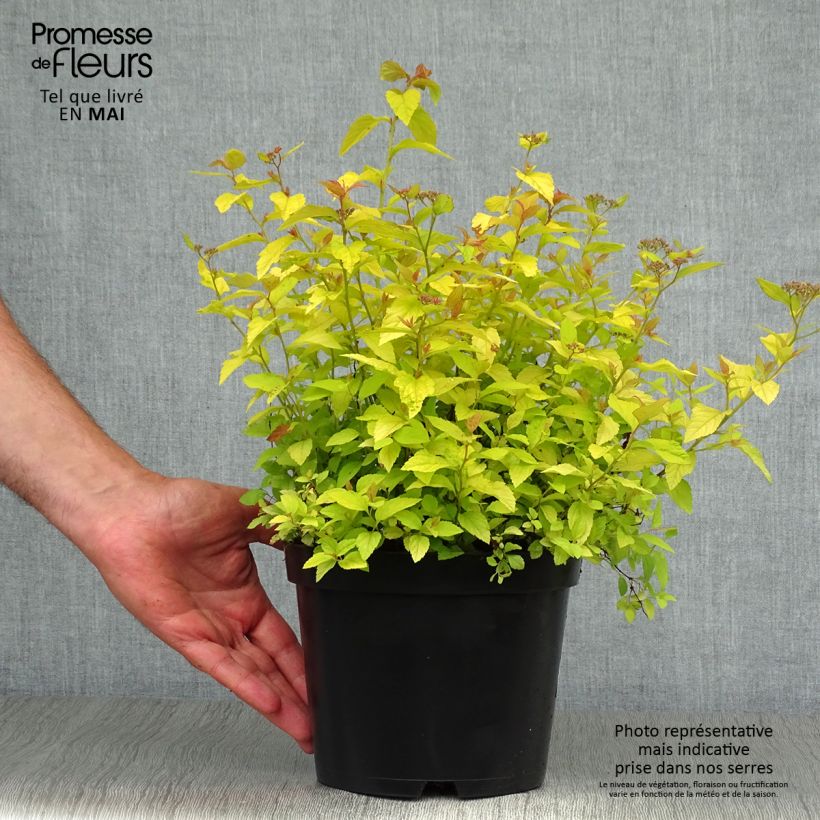 Spécimen de Spirée japonaise Golden Princess - Spiraea japonica Pot de 2L/3L tel que livré au printemps