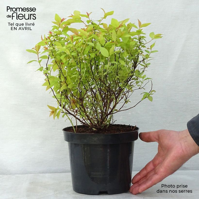 Example of Spirée japonaise Goldflame - Spirée japonaise Pot de 2L/3L as you get in printemps