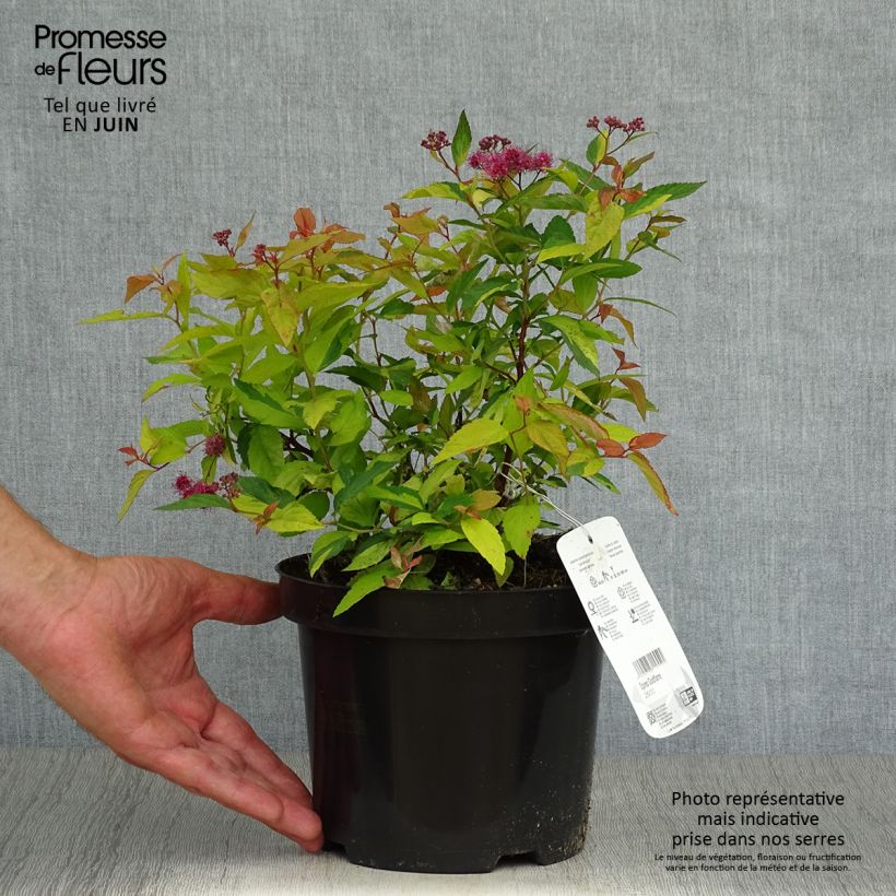 Spécimen de Spirée japonaise Goldflame - Spirée japonaise Pot de 2L/3L tel que livré en été