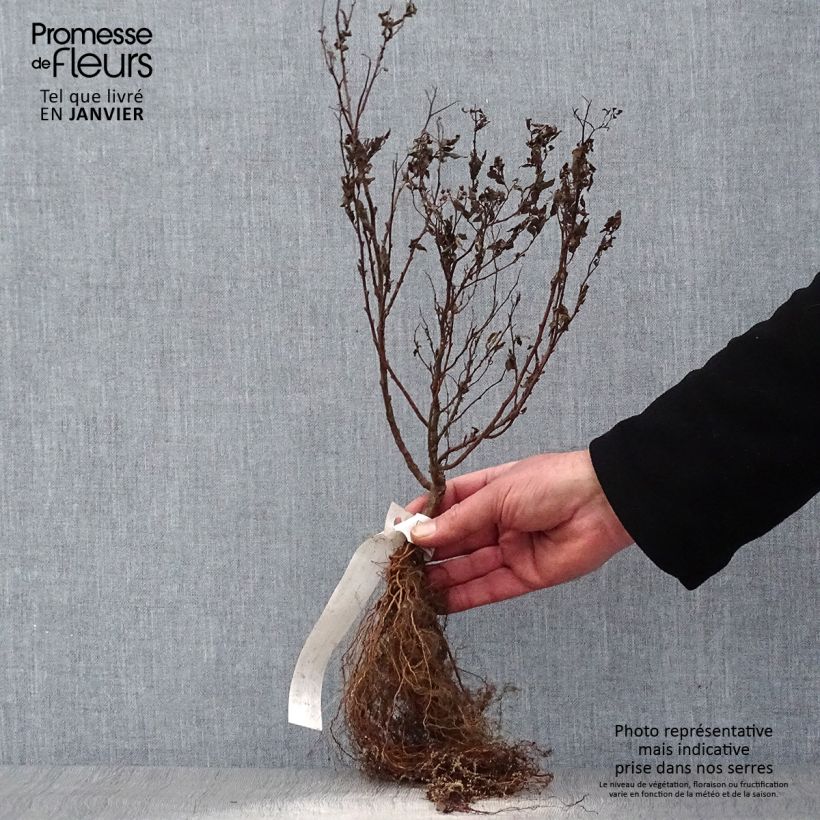 Example of Spirée japonaise Goldflame - Spirée japonaise Racines nues as you get in hiver