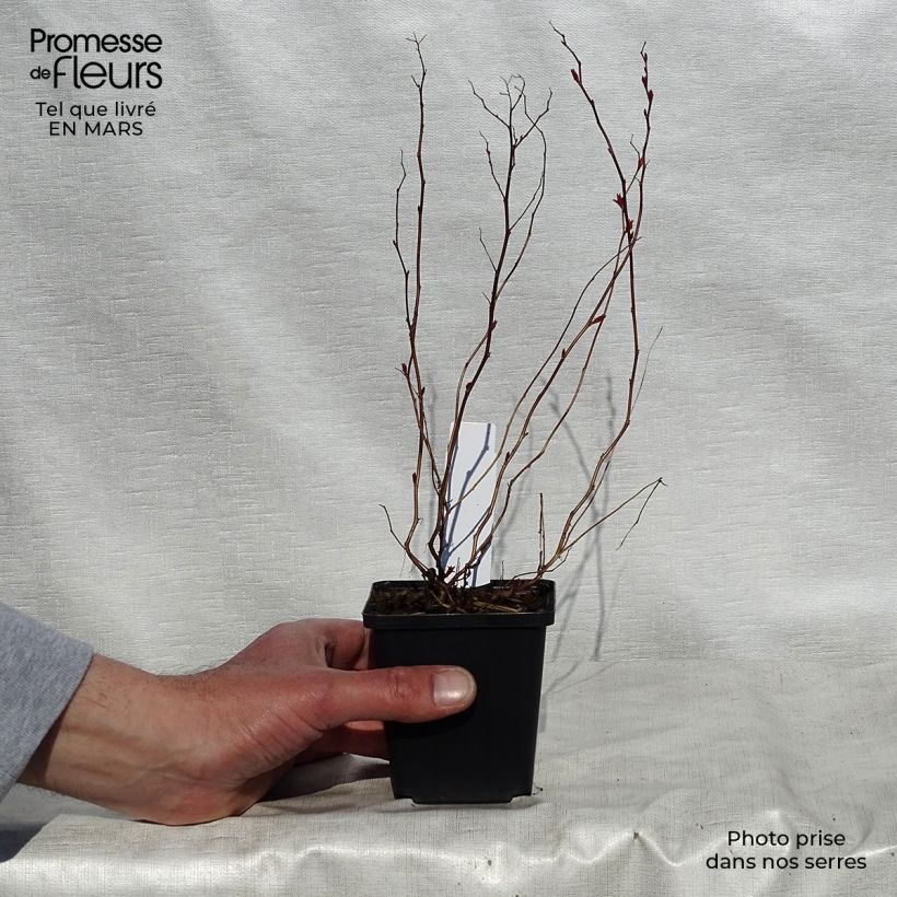 Example of Spirée japonaise Goldflame - Spirée japonaise Godet de 8/9 cm as you get in printemps