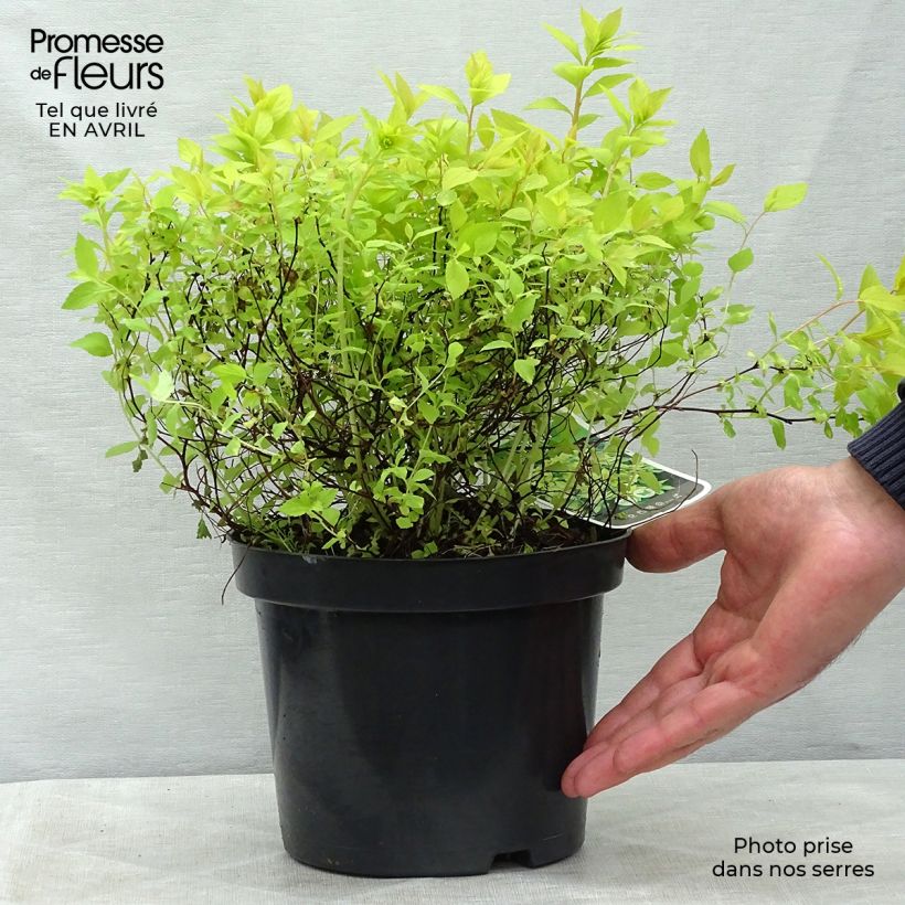 Example of Spirée japonaise Goldmound -  Spiraea japonica Pot de 2L/3L as you get in printemps