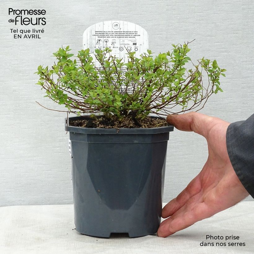 Example of Spirée japonaise Little Princess - Spiraea japonica Pot de 2L/3L as you get in printemps