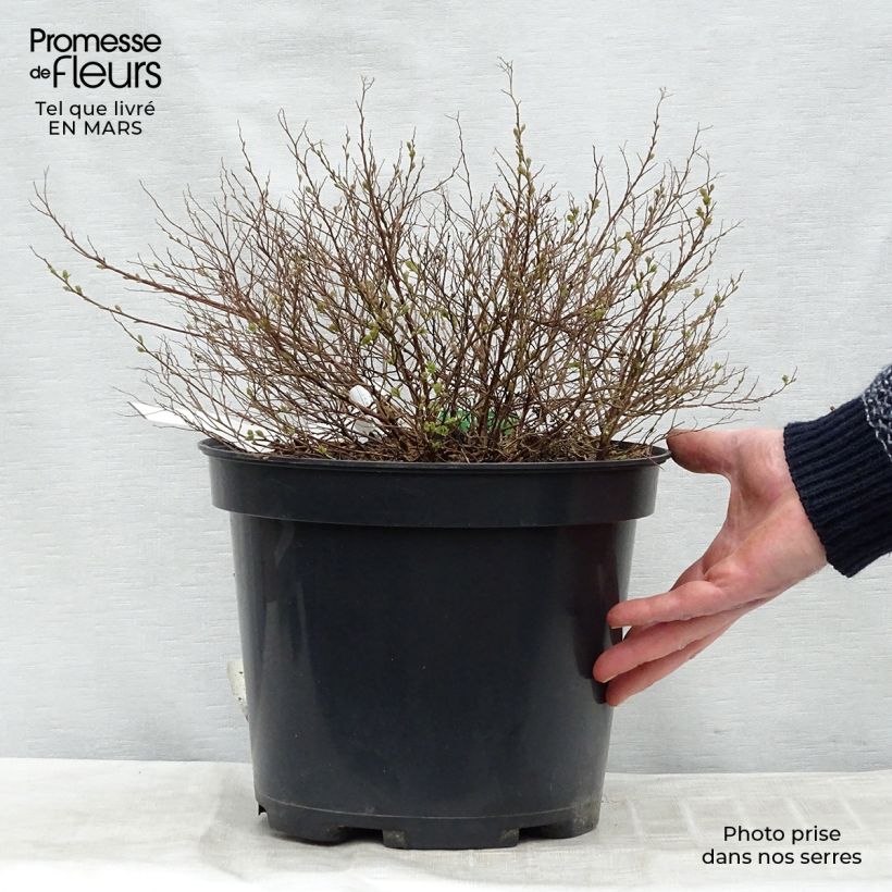 Example of Spirée japonaise Little Princess - Spiraea japonica Pot de 4L/5L as you get in printemps