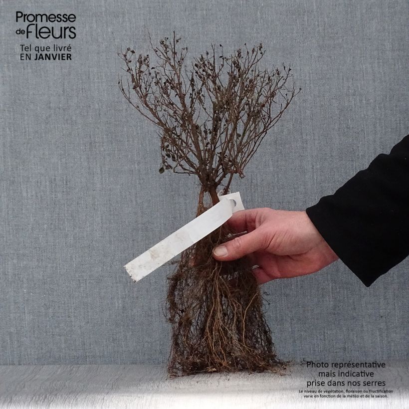 Example of Spirée japonaise Little Princess - Spiraea japonica Racines nues as you get in hiver