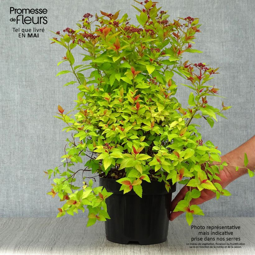 Example of Spirée japonaise Magic Carpet - Spiraea japonica Pot de 2L/3L as you get in printemps