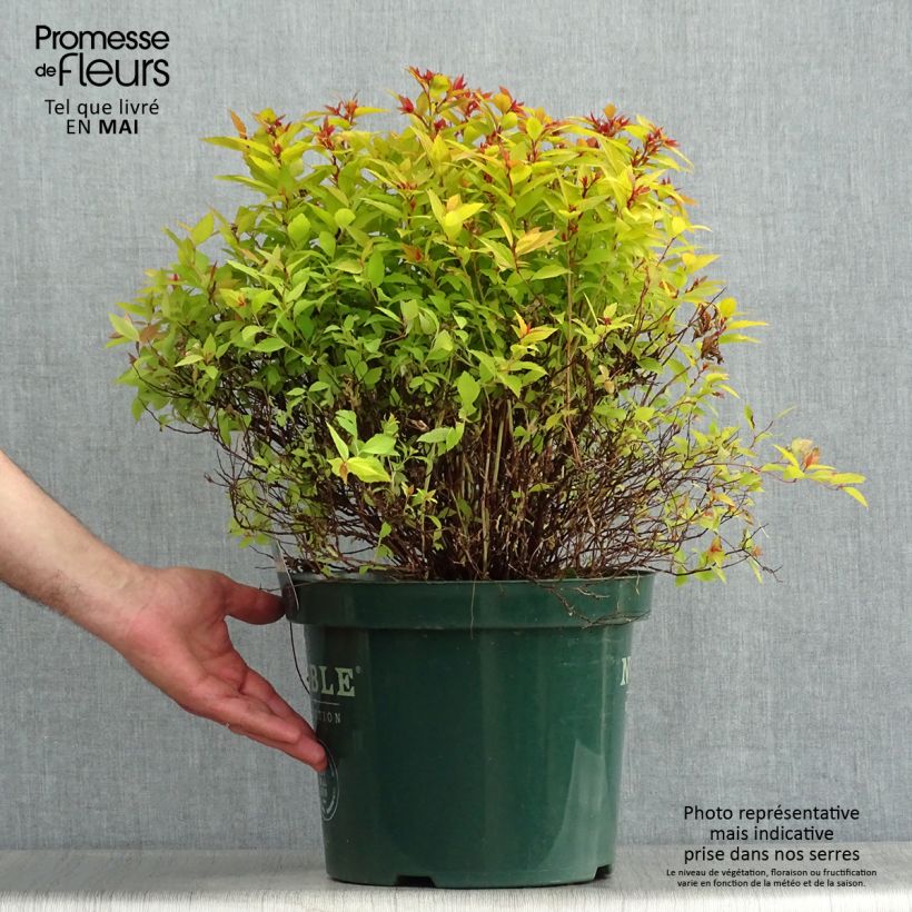 Example of Spirée japonaise Magic Carpet - Spiraea japonica Pot de 4L/5L as you get in printemps