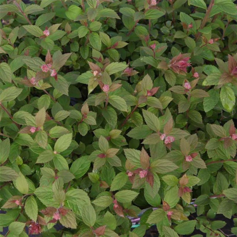 Spirée japonaise Nana - Spiraea japonica (Foliage)