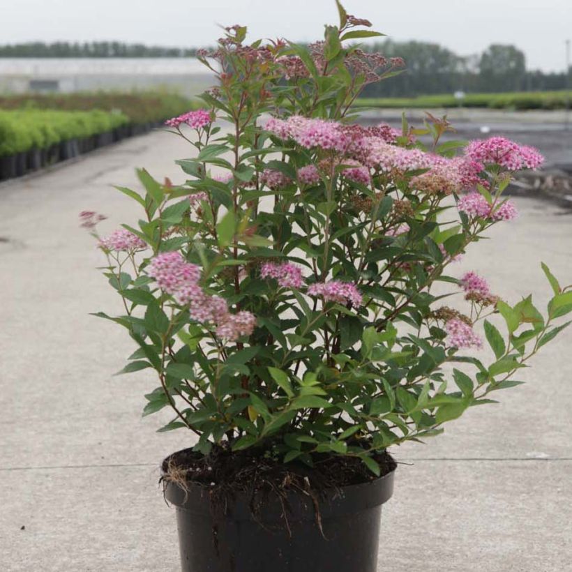 Spirée japonaise Nana - Spiraea japonica (Plant habit)