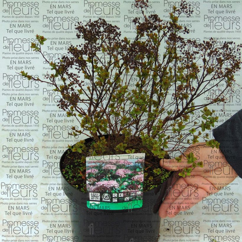 Example of Spirée japonaise Nana - Spiraea japonica Pot de 3L/4L as you get