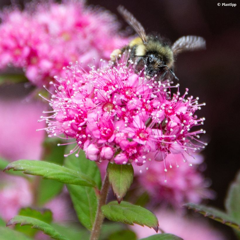 Spiraea japonica Odessa - Spirée japonaise (Flowering)