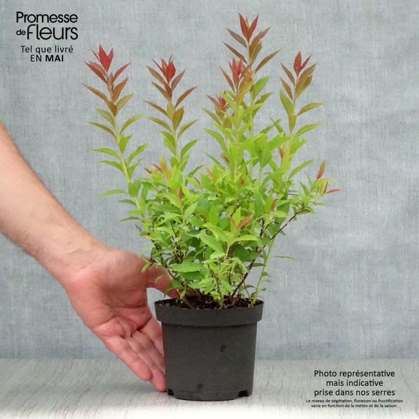 Example of Spirée japonaise Shirobana - Spiraea japonica Pot de 1L/1,5L as you get in printemps
