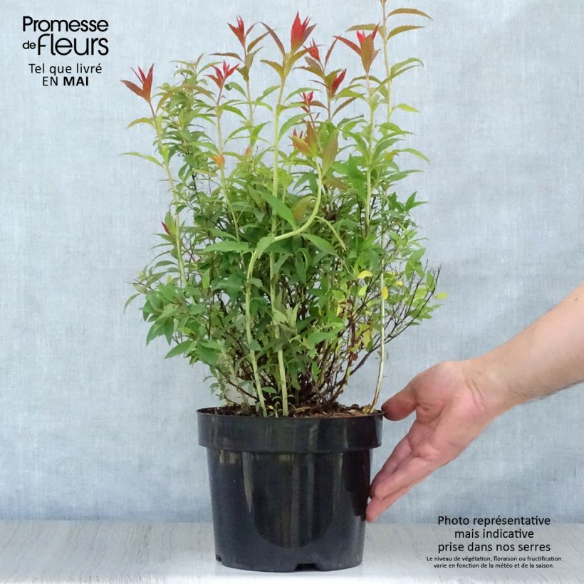 Example of Spirée japonaise Shirobana - Spiraea japonica Pot de 2L/3L as you get in printemps