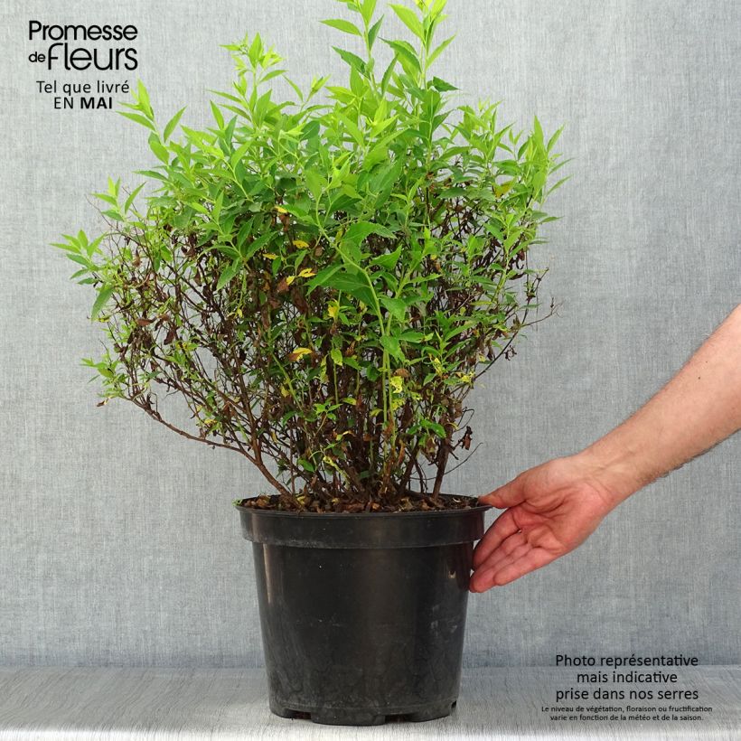 Example of Spirée japonaise Shirobana - Spiraea japonica Pot de 7,5L/10L as you get in printemps
