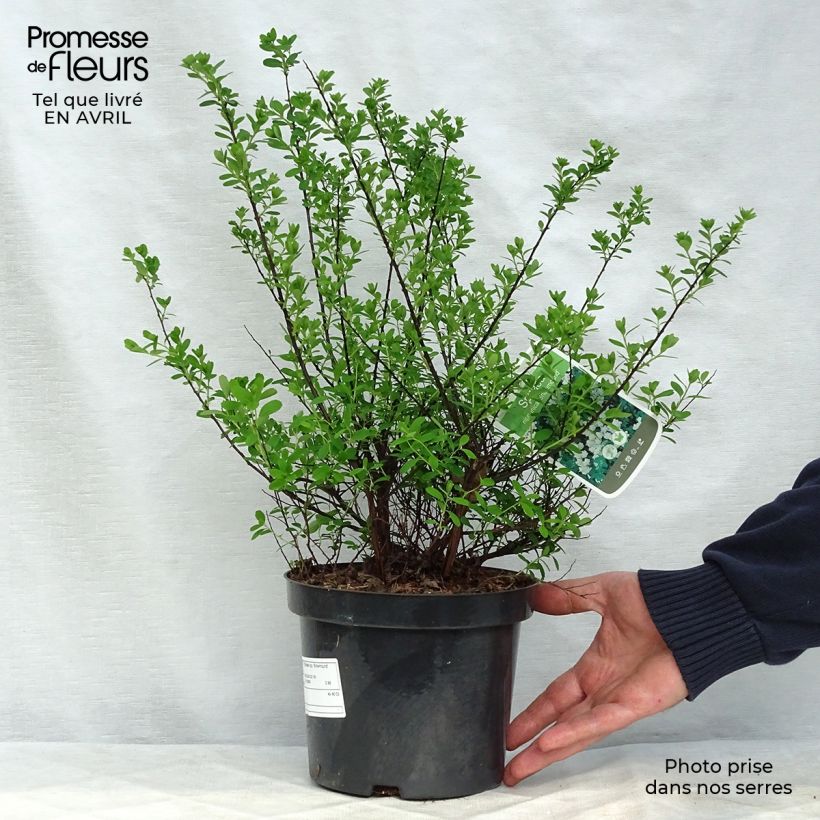 Example of Spiraea nipponica Snowmound - Spirée japonaise Pot de 3L/4L as you get in printemps