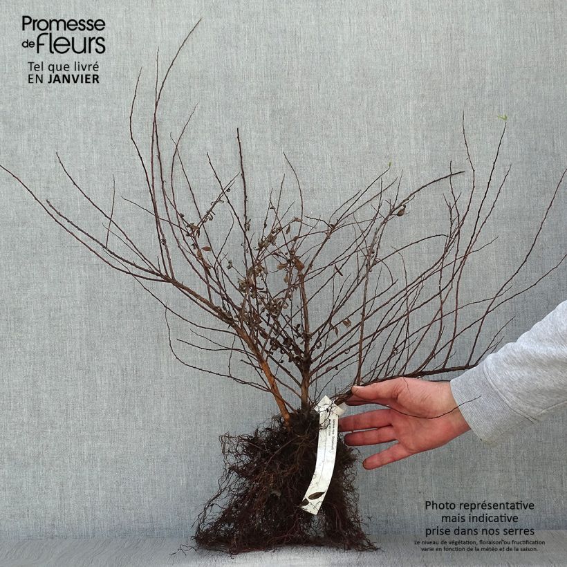 Example of Spiraea nipponica Snowmound - Spirée japonaise Racines nues as you get in hiver