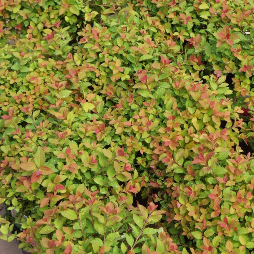 Spirée japonaise Sparkling Champagne - Spiraea japonica  (Foliage)