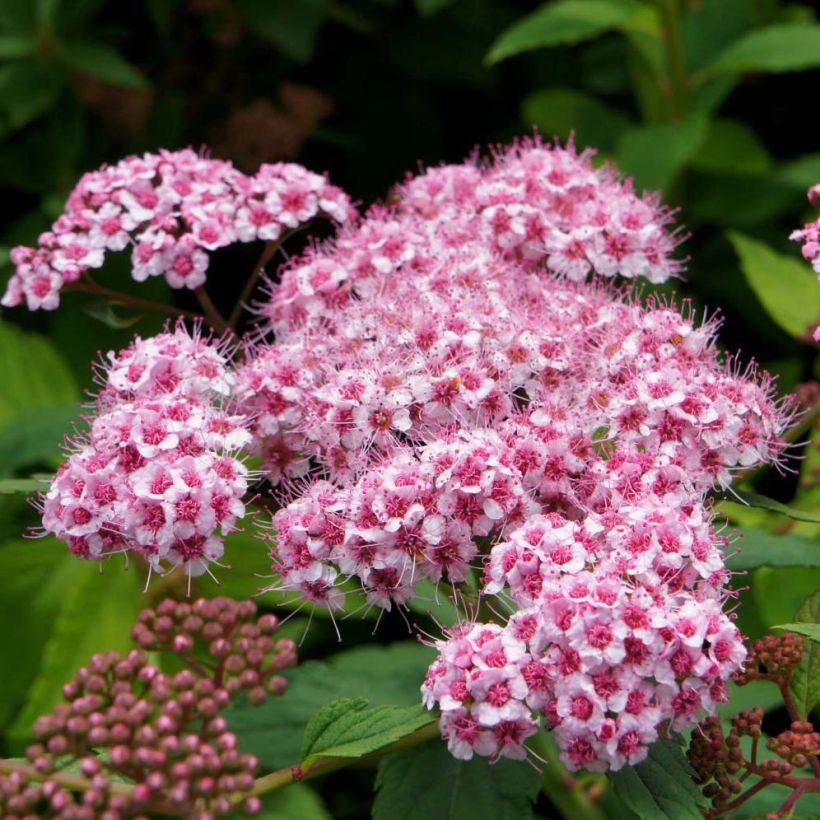 Spirée japonaise Sparkling Champagne - Spiraea japonica  (Flowering)