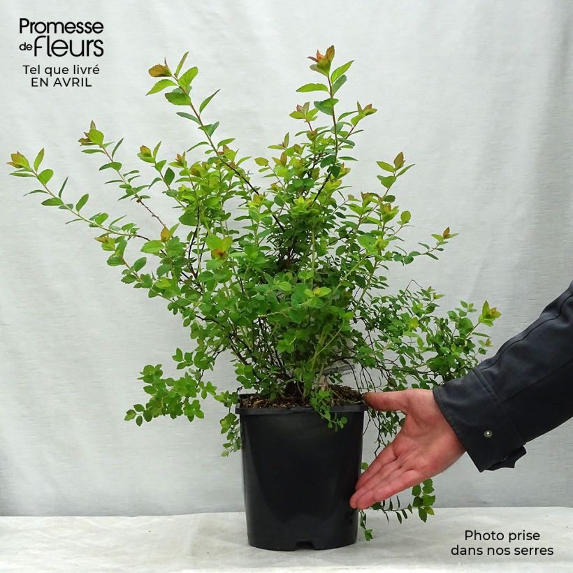 Example of Spirée japonaise Sparkling Champagne - Spiraea japonica  Pot de 3L/4L as you get in printemps